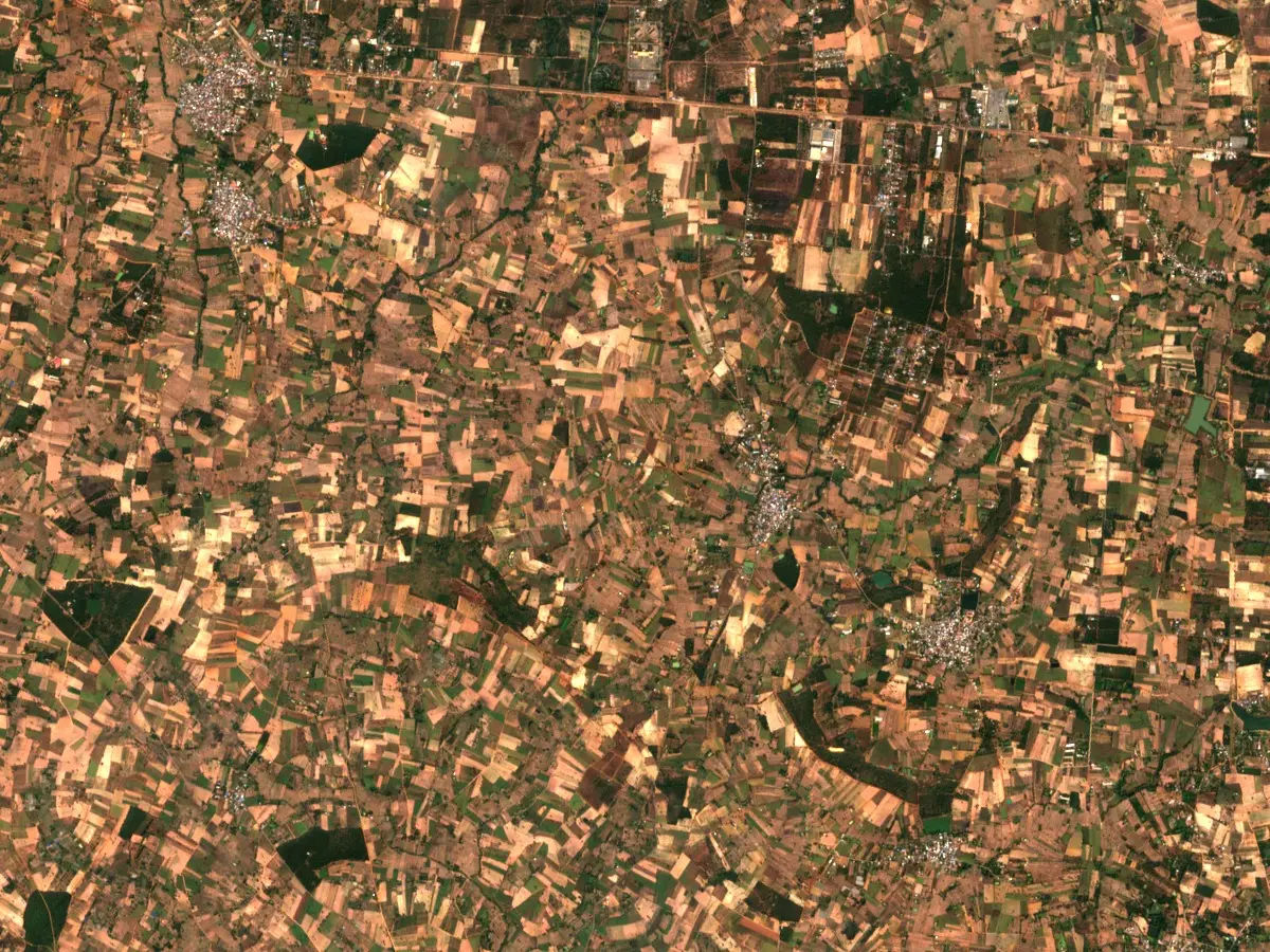 Satellite view of Thai farmland in January 2026, a patchwork of cleared and standing fields.
